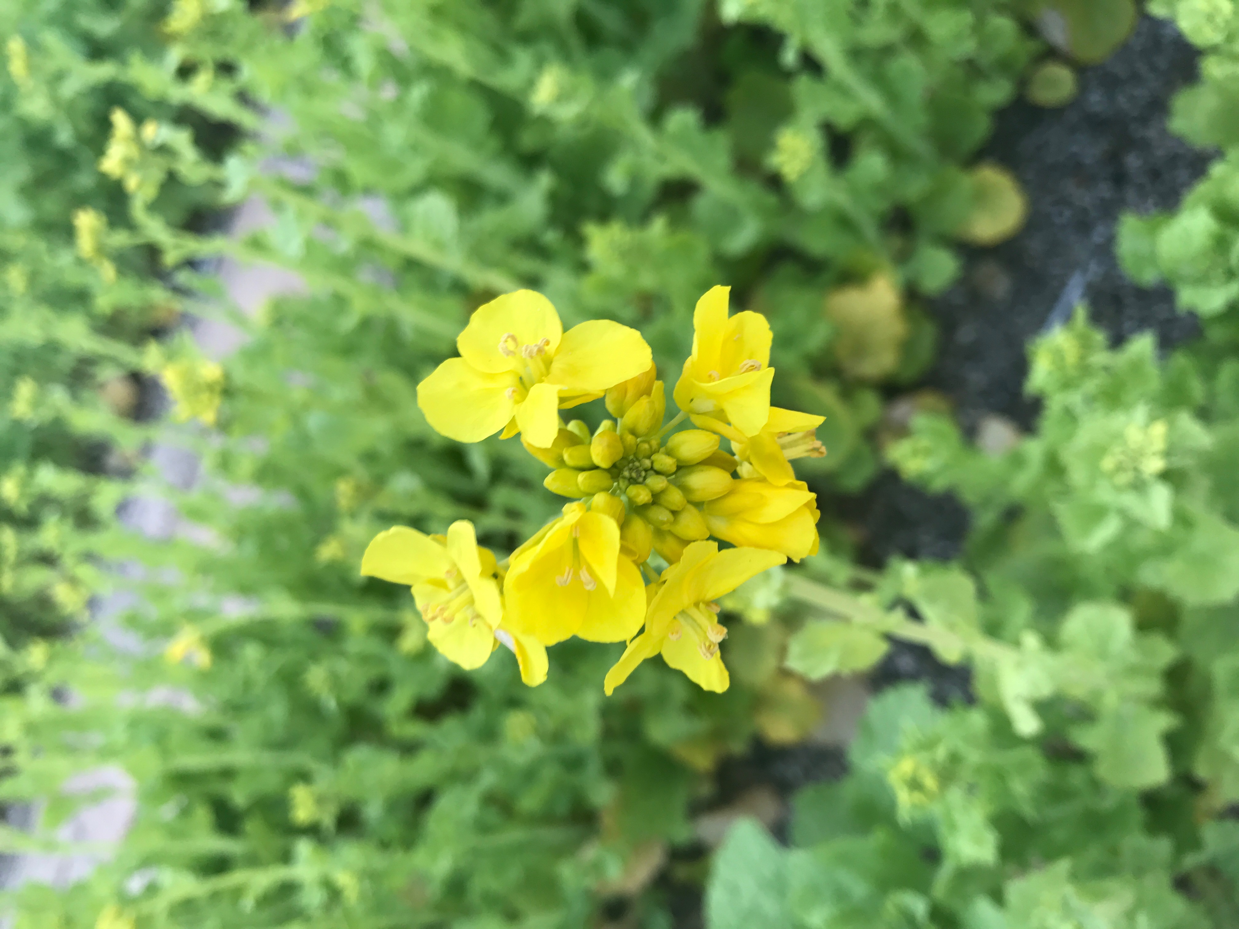 婚活 にも役立つ笑顔のお話☆