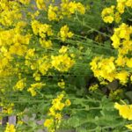 持ち物編☆お見合い＆デート