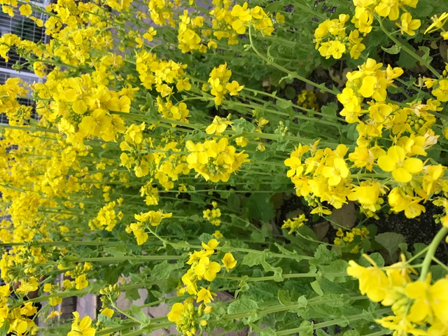 持ち物編☆お見合い&デート