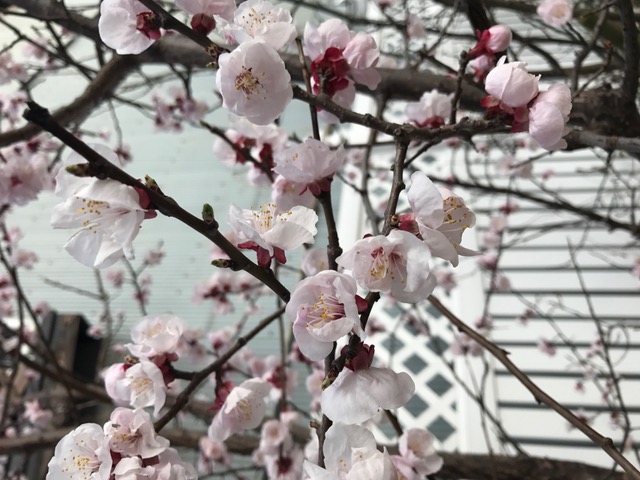 明日から4月です☆雨降り金曜日