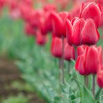 こんな風になりたい☆