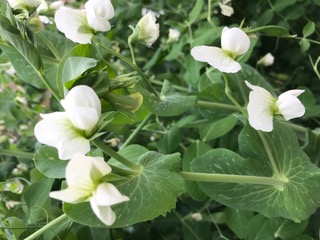 20代でも結婚したい人は意外と多い☆