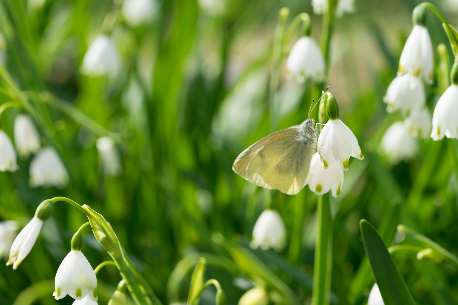 冬の婚活☆体調管理も^ ^